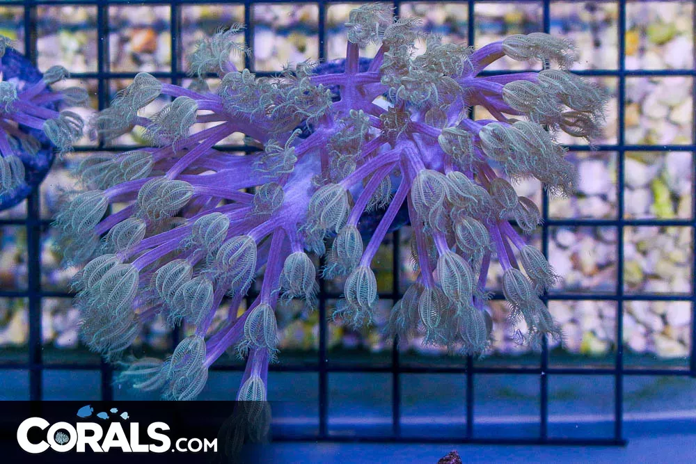 BIG STARLIGHT CESPITULARIA Leather Frag