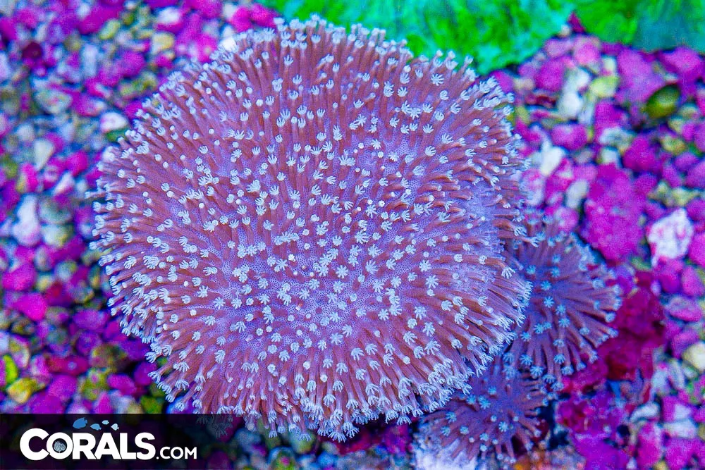 BIG Toadstool Leather – Australia 1 Big Head, 2 Smaller Heads!
