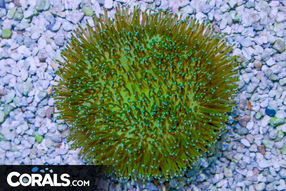 BIG Toadstool Leather – Indo – GREEN POLYPS