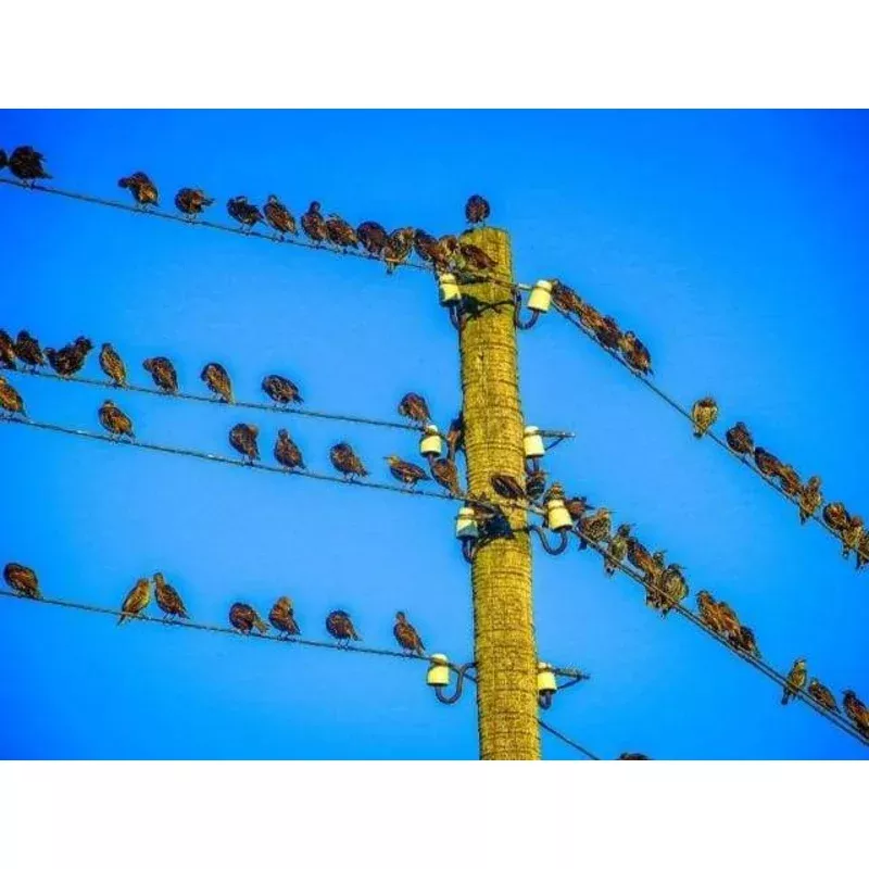 Birds on Pole – Transform Your Backyard into a Wildlife Oasis for All Creatures