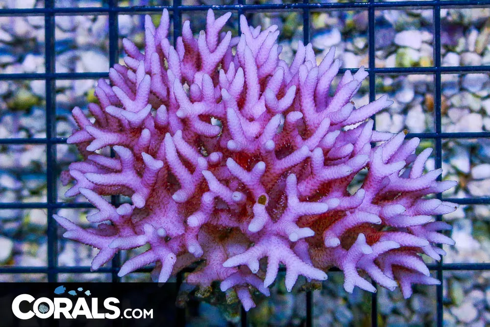 Birdsnest – Tonga PINK!