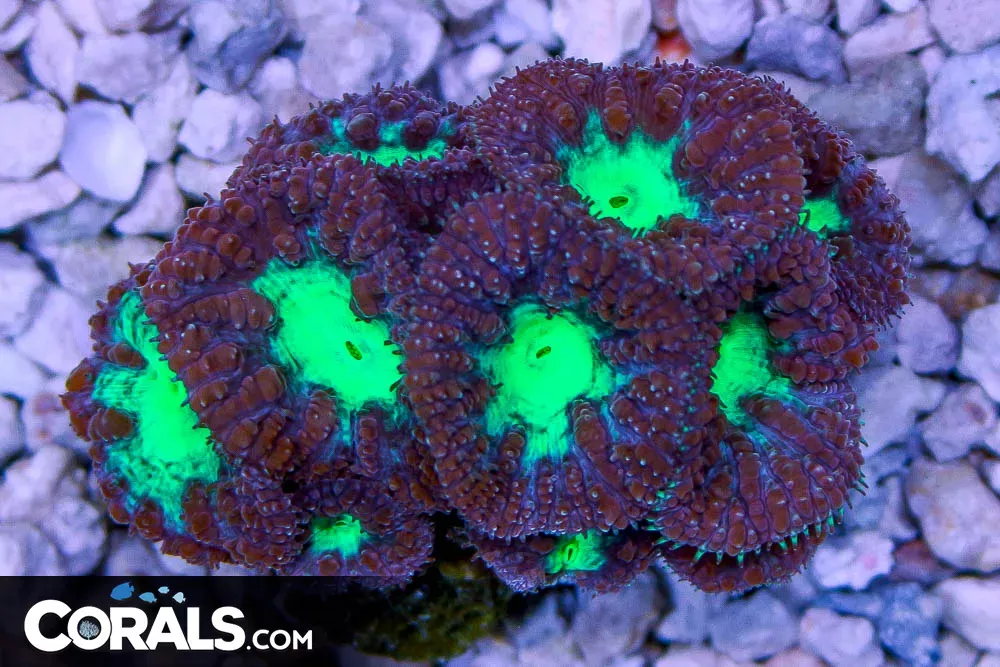 Blasto – Australia PURPLE 10+ Heads
