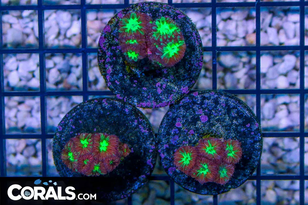 Blasto Merletti Frag – NEON EYES!