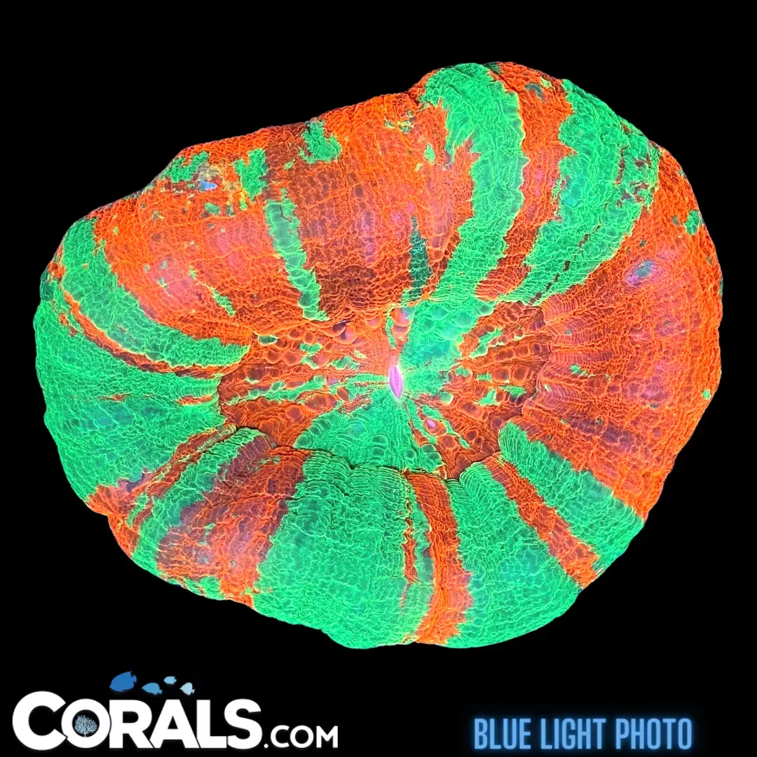 BLEEDING APPLE Scolymia – Australia HUGE
