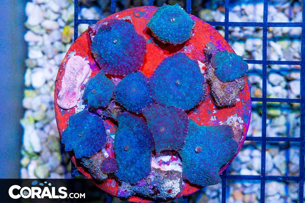 BLUE/GRAY Mushroom Colony – Indo – UNIQUE!