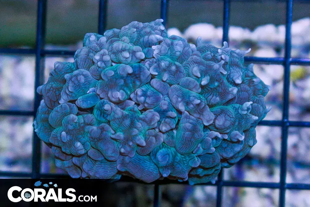 BLUE Pearl Bubble Coral Frag