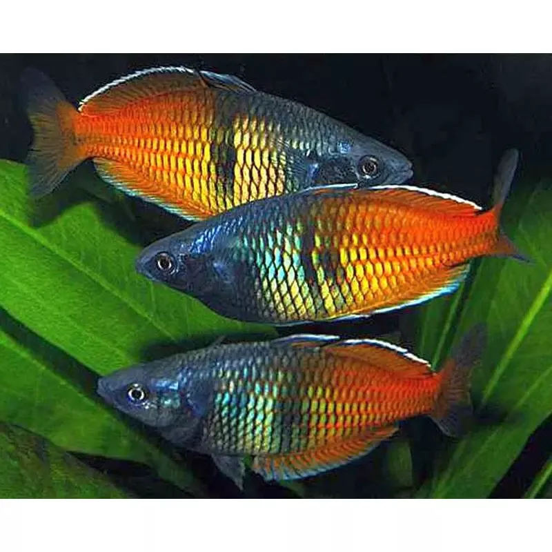 Bosemani rainbowfish