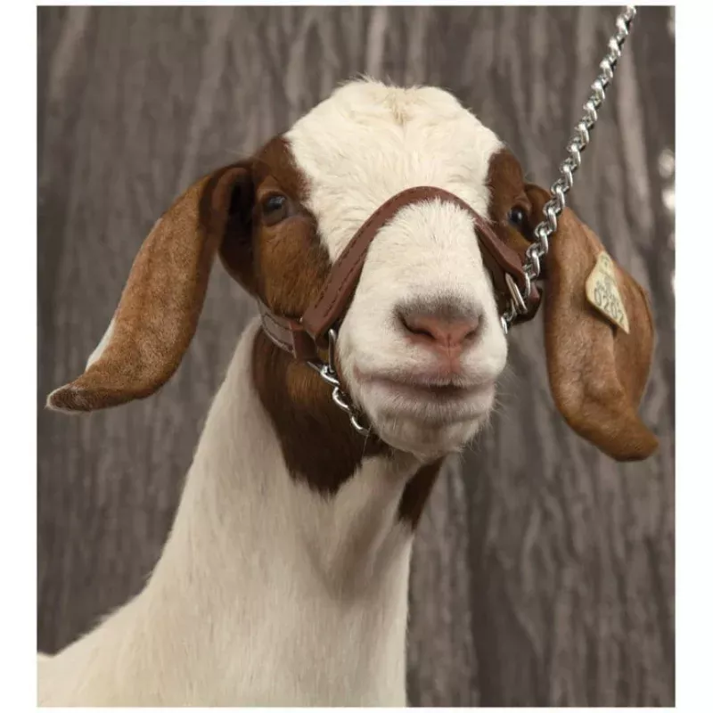 Brahma Webb Show Goat Halter Brown