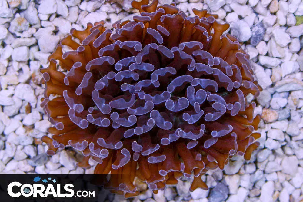 Branching Hammer – Australia 1 Head Purple