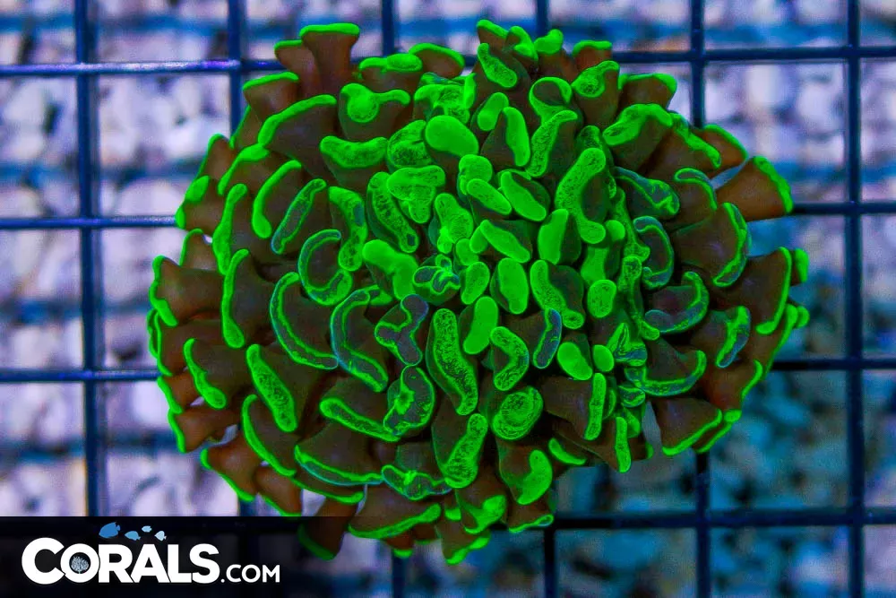 Branching Hammer – Australia 1 Head TOXIC