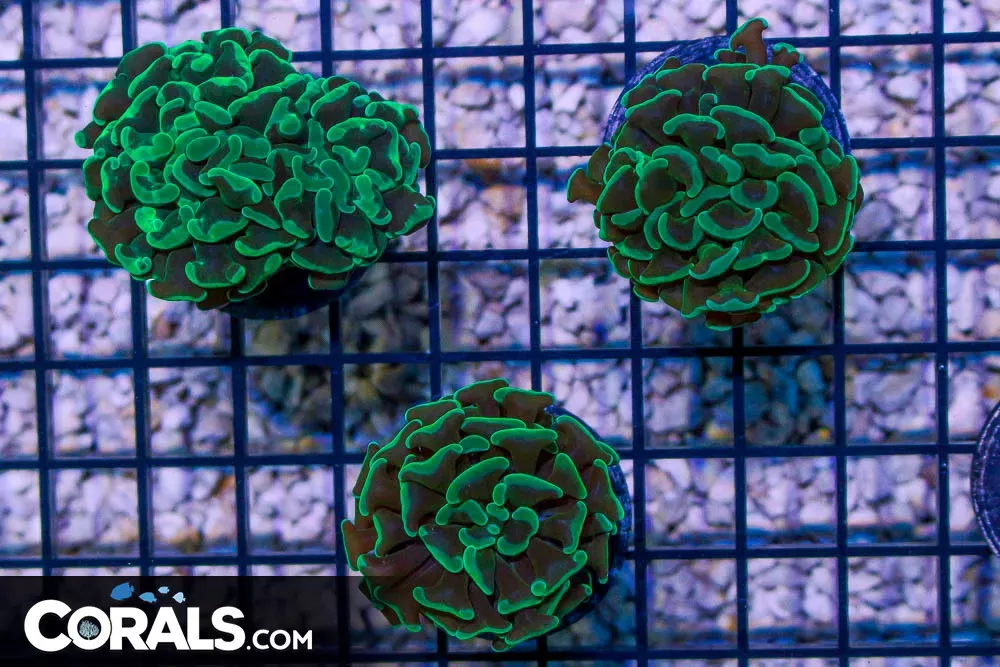Branching Hammer Frag – Aussie GREEN