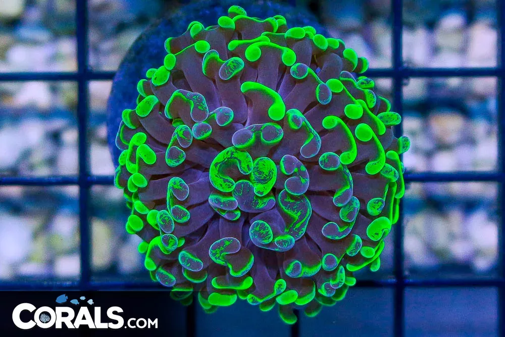 Branching Hammer Frag – Tonga NEON TOXIC