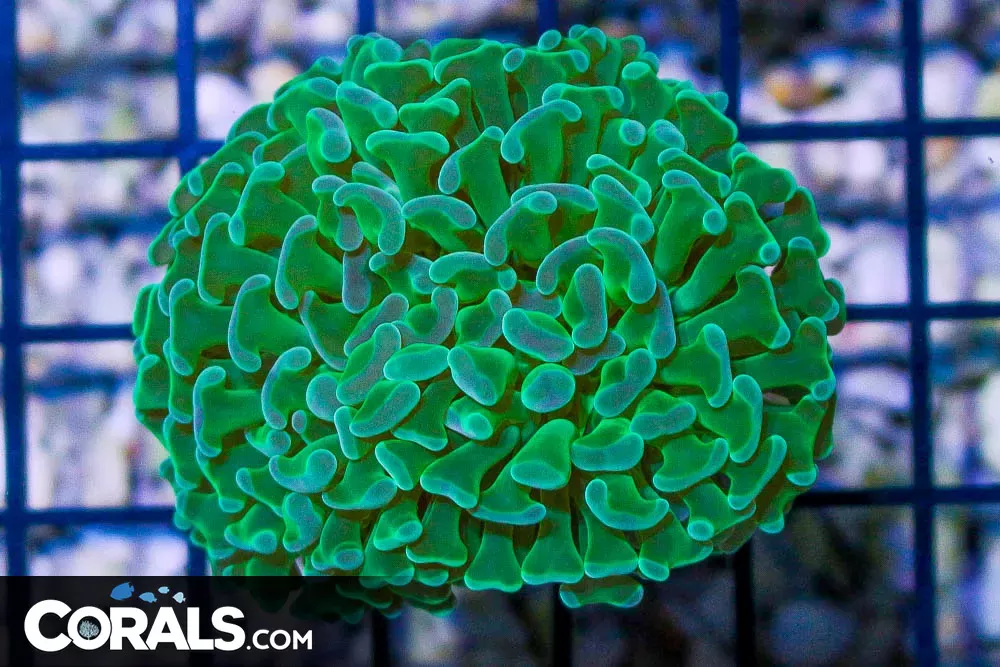 Branching Hammer Frag – Tonga NEON