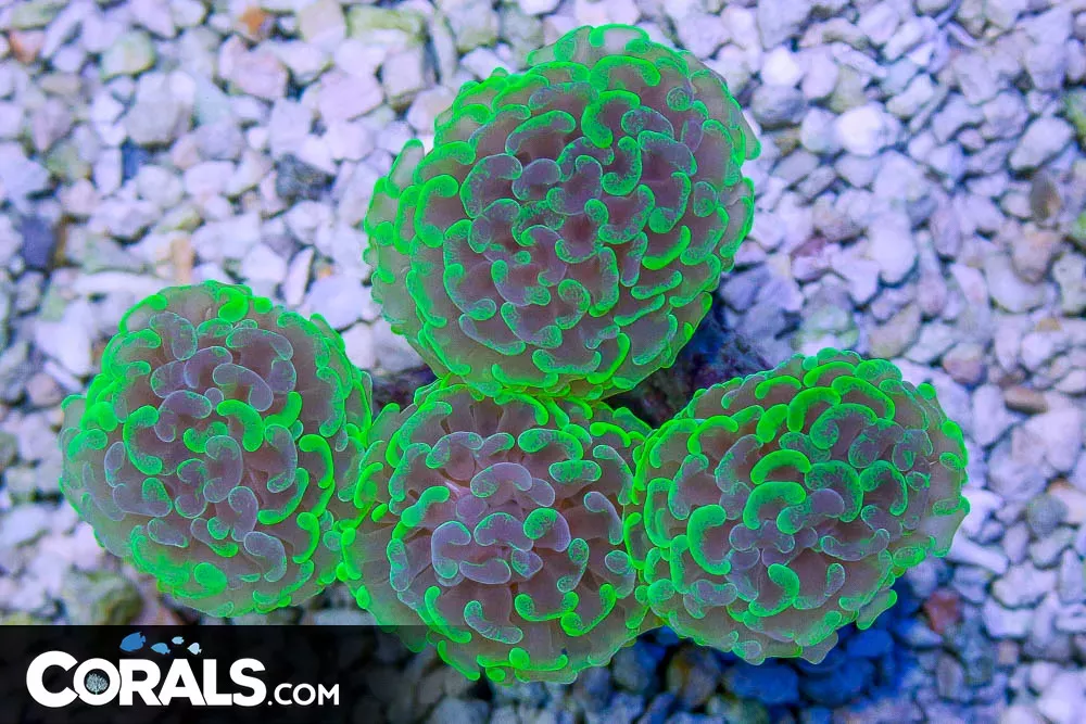 Branching Hammer Light TOXIC – Tonga 4 Heads!