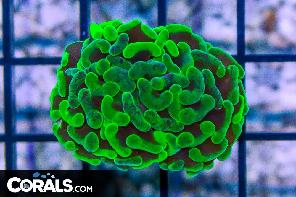 Branching Hammer – Tonga NEON! 1 Head