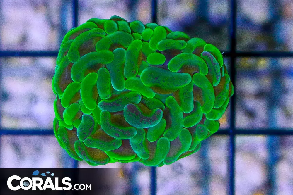 Branching Hammer – Tonga NEON WITH YELLOW STEMS!