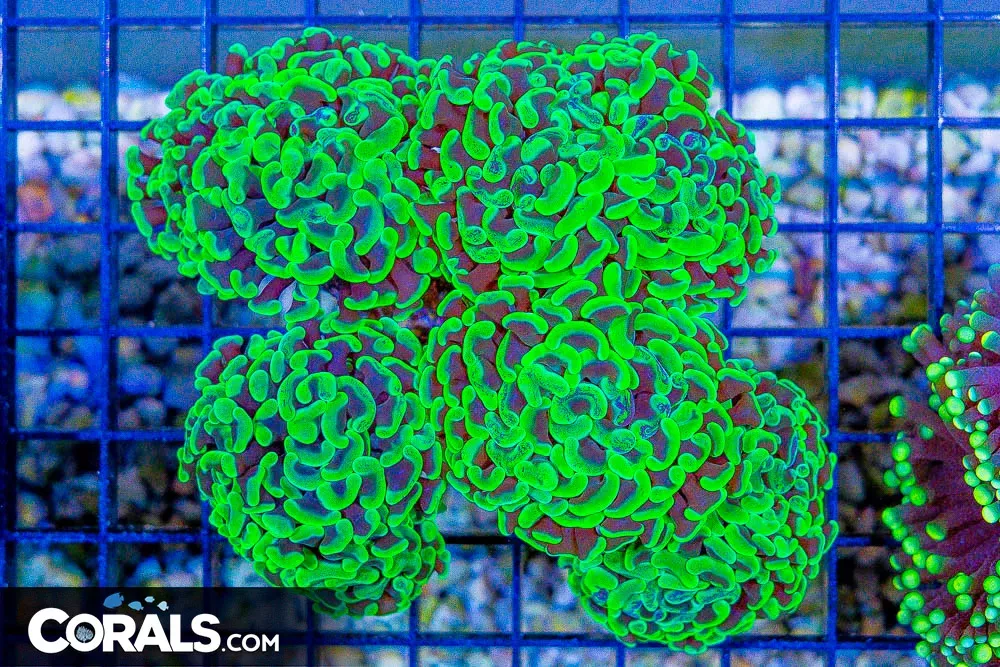 Branching Hammer TOXIC – Aussie – 6 Heads! (BLUE VIDEO INSIDE!)
