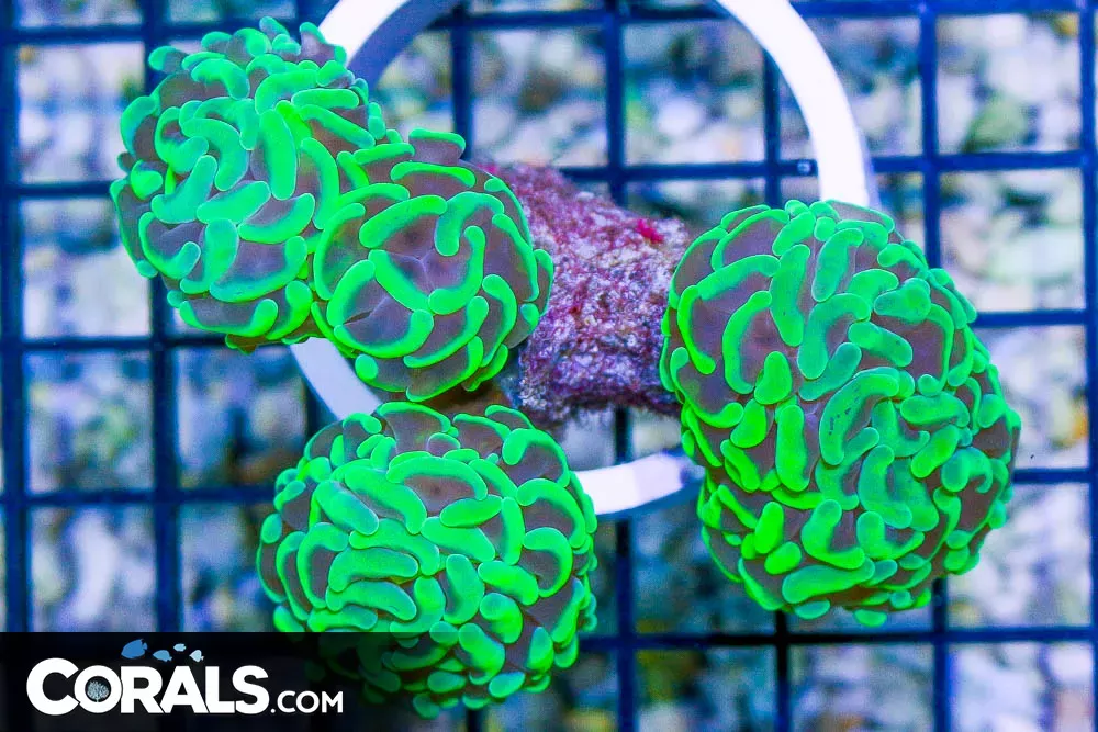 Branching Hammer TOXIC – Tonga 3 Heads!