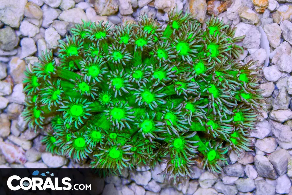 BRIGHT EYES Goniopora – Australia