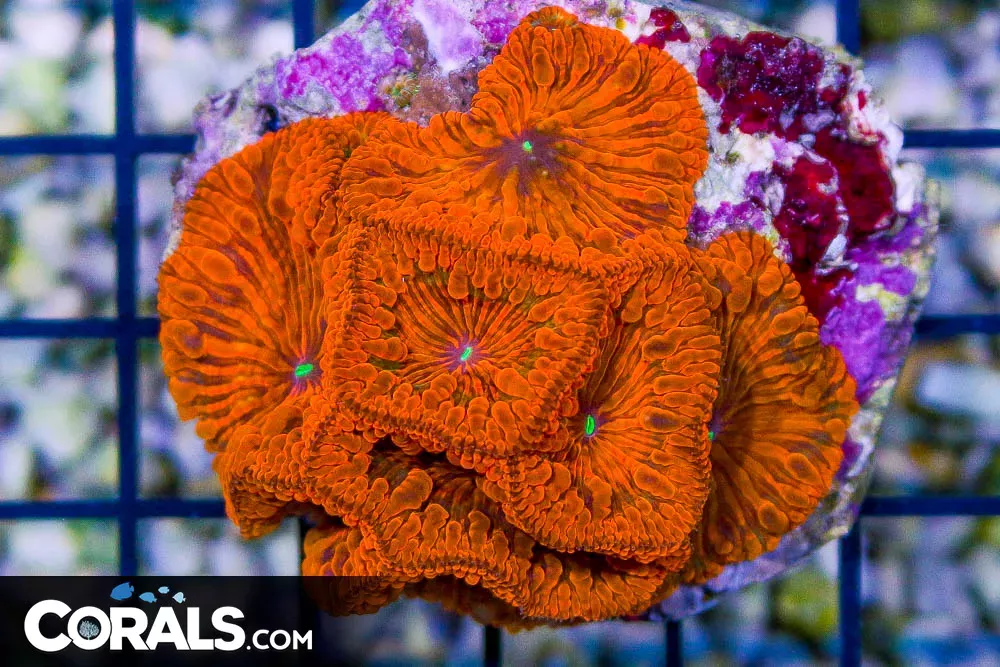 BRIGHT Orange Blasto – Big Polyps – Indonesia