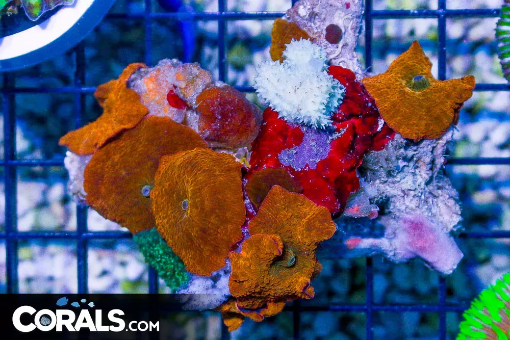 BRIGHT ORANGE Mushroom – Australia 6 Polyps (Blue Video Inside!)
