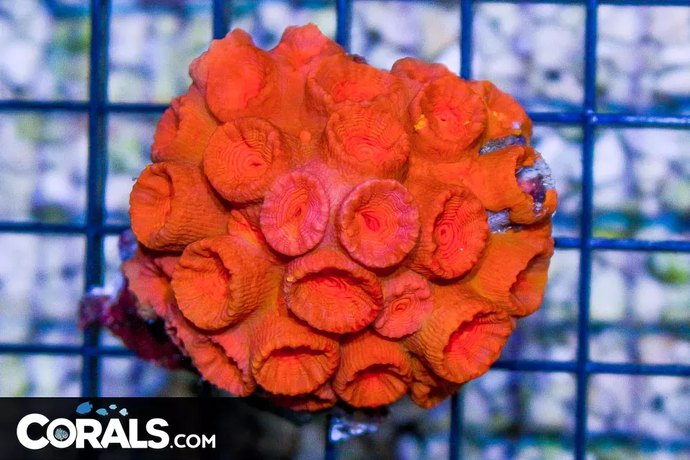 BRIGHT Sun Coral – Tonga
