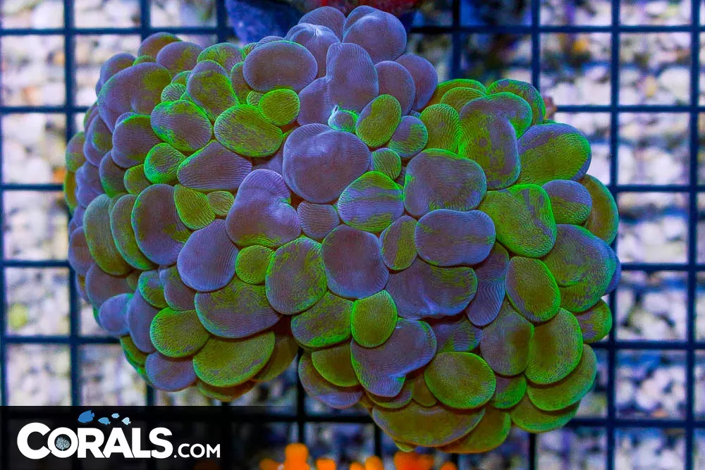Bubble Coral – INDO – TOXIC SPLATTER UNIQUE! (Blue Video Inside!)
