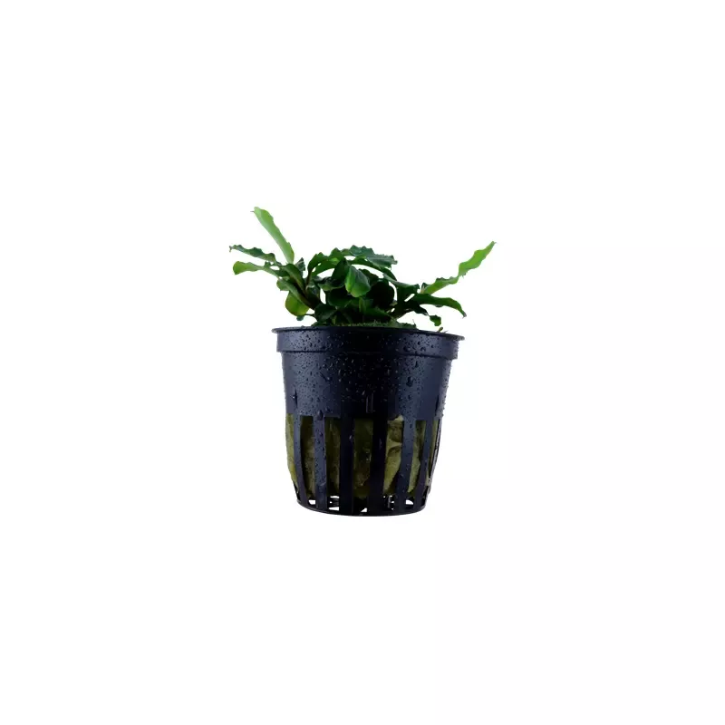 Bucephalandra pygmaea Wavy Green potted Difficulty- Easy