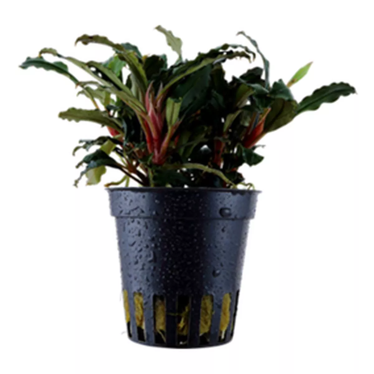 Bucephalandra sp. Red potted Difficulty- Easy