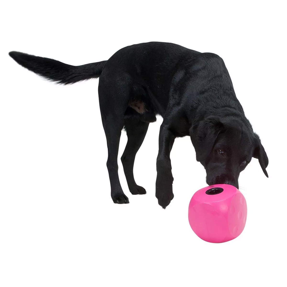 BUSTER Food Cube cherry
