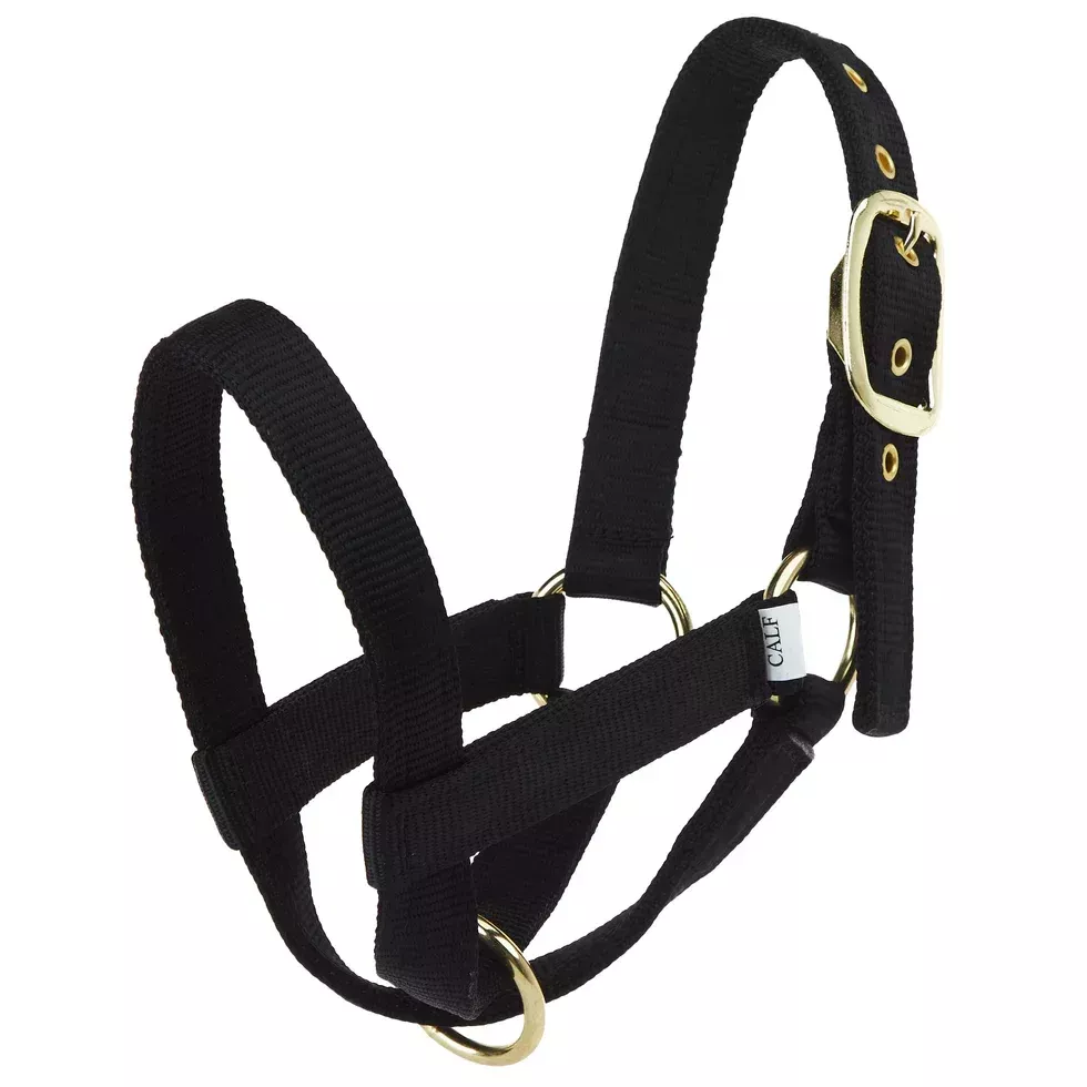 CALF HALTER TURN OUT – BLACK