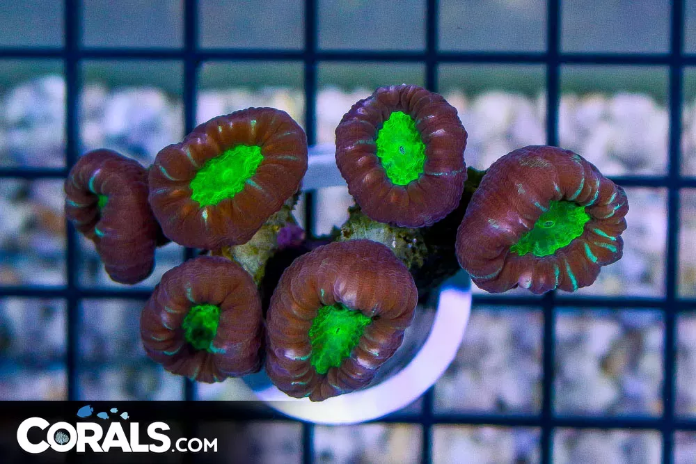 Candy Cane – Australia BRIGHT GREEN Eyes Striped