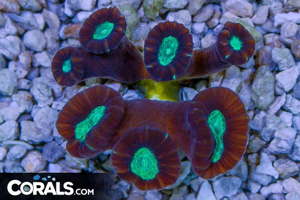 Candy Cane – Australia THIEL GREEN Eyes Dark Stems