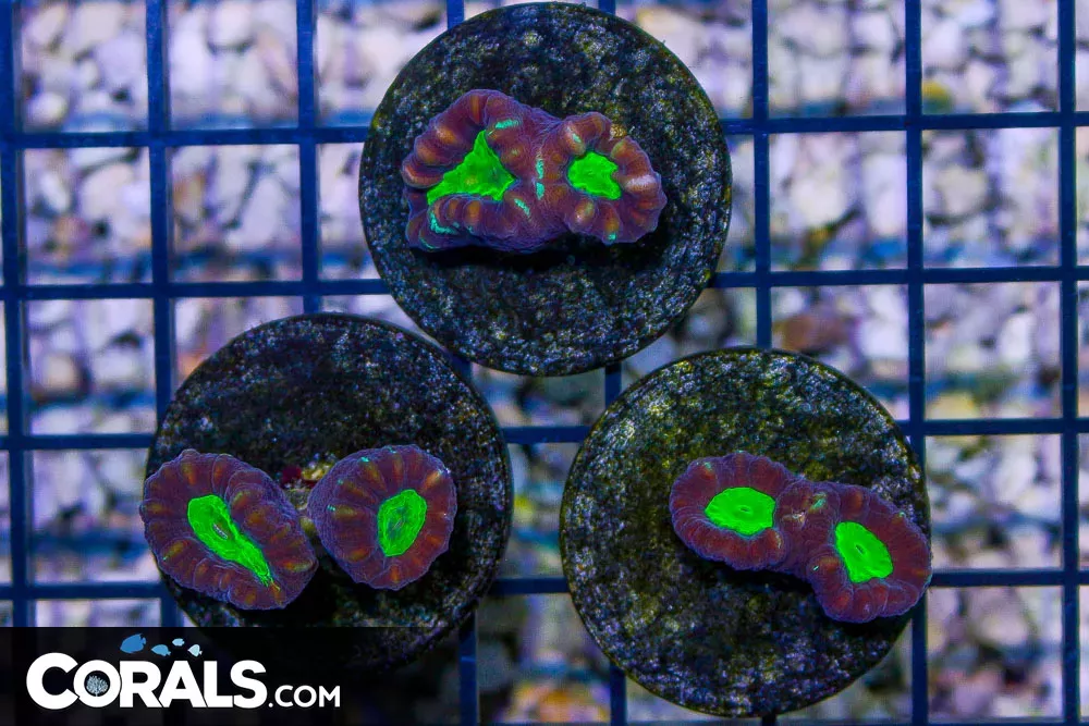 Candy Cane Frag GREEN CENTER