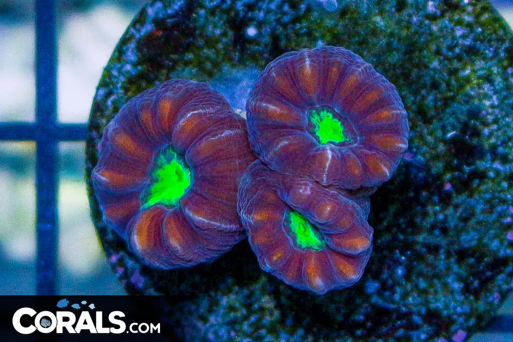 Candy Cane Frag NEON EYES