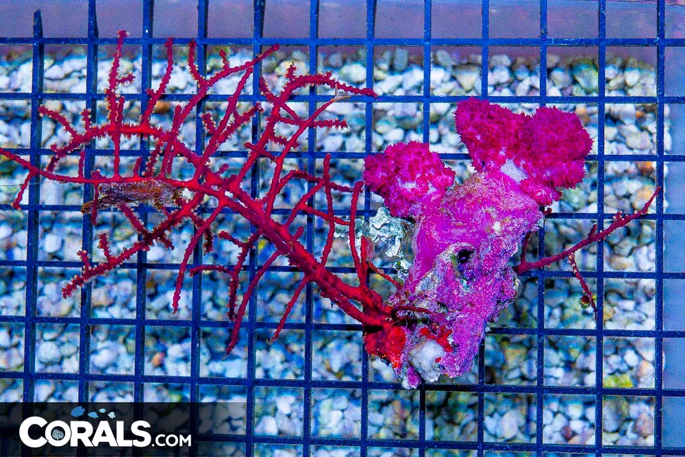 Carnation Leather Gorgonia Combo! – Aussie