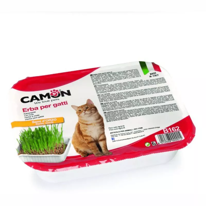 Cat Grass – Barley