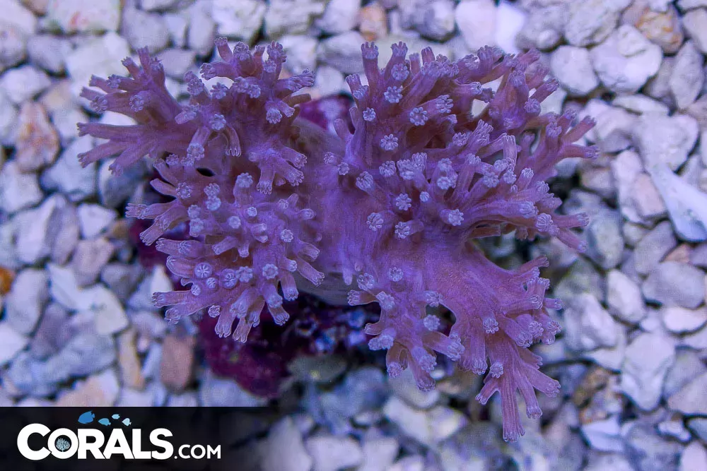Cespitularia – Australia RARE PURPLE