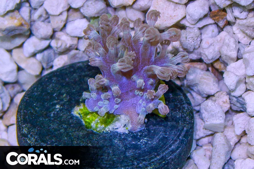 CESPITULARIA Leather Frag RARE