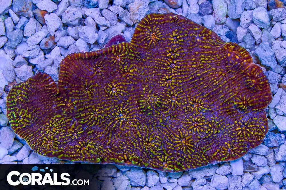 Chalice – Australia GLOWING!