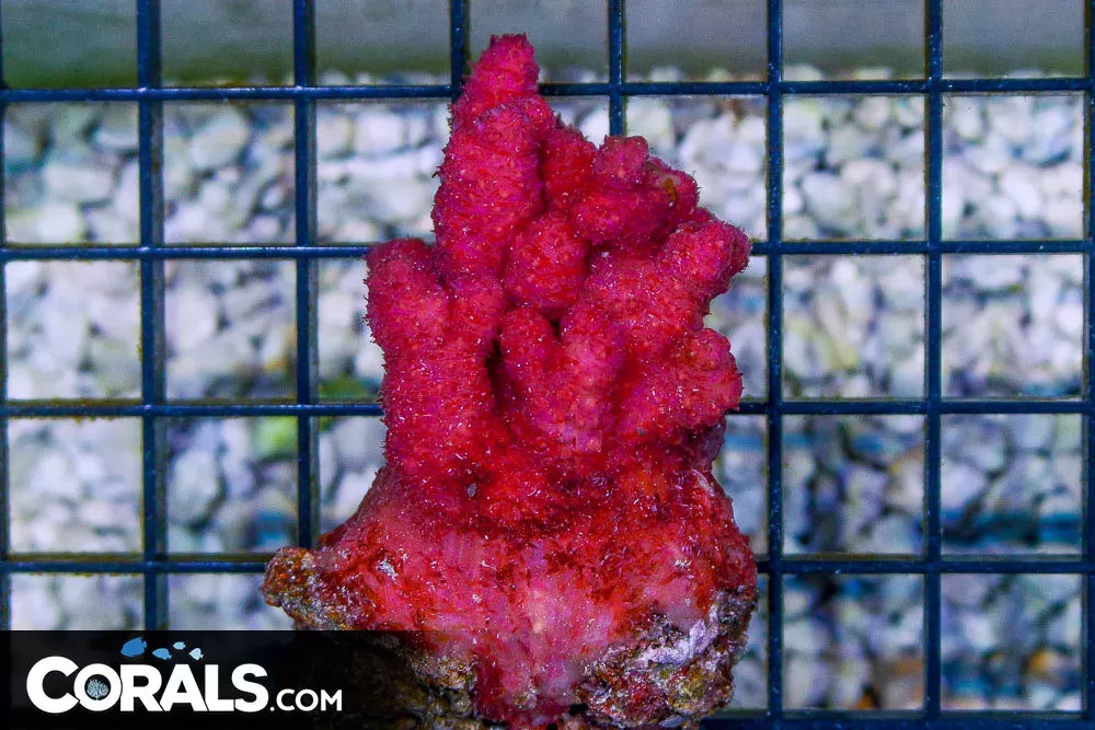 Chili Coral – Indonesia