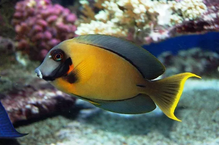 Chocolate Tang (Acanthurus pyroferus)