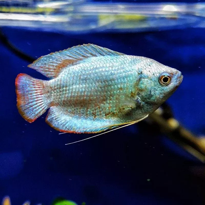 Cobalt Blue Dwarf Gourami