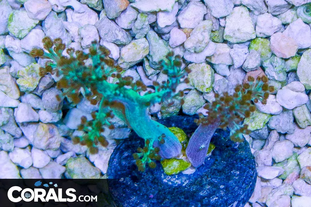 Colored Kenya Tree Coral Frag