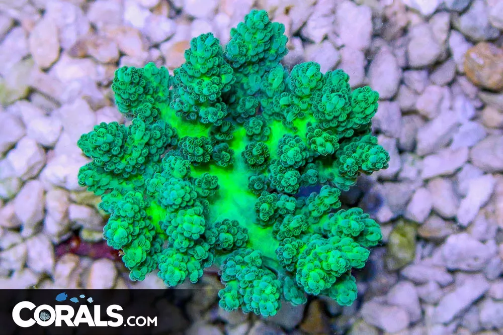 Colored Kenya Tree Coral – Indonesia Leather