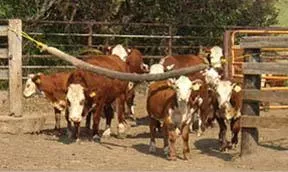 Cow Life, Oiler, Cattle Rub, 10′
