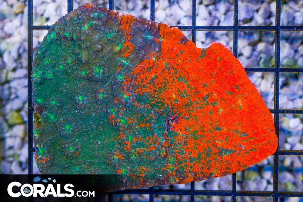 CRAZY Chalice – Indo GLOWING! (Blue Video Inside!)