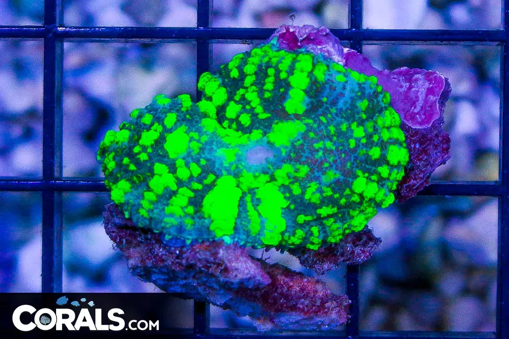 CRAZY NEON SPOTTED RHODACTIS Mushroom Polyp – Indo – GLOWS!