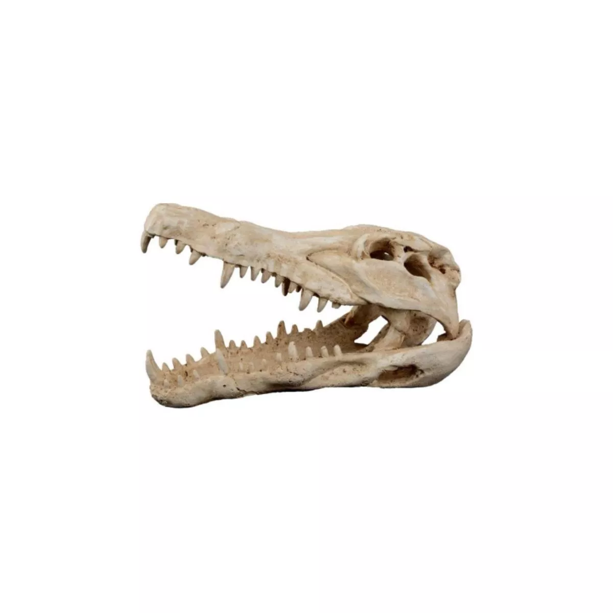 CROCODILE SKULL – Large