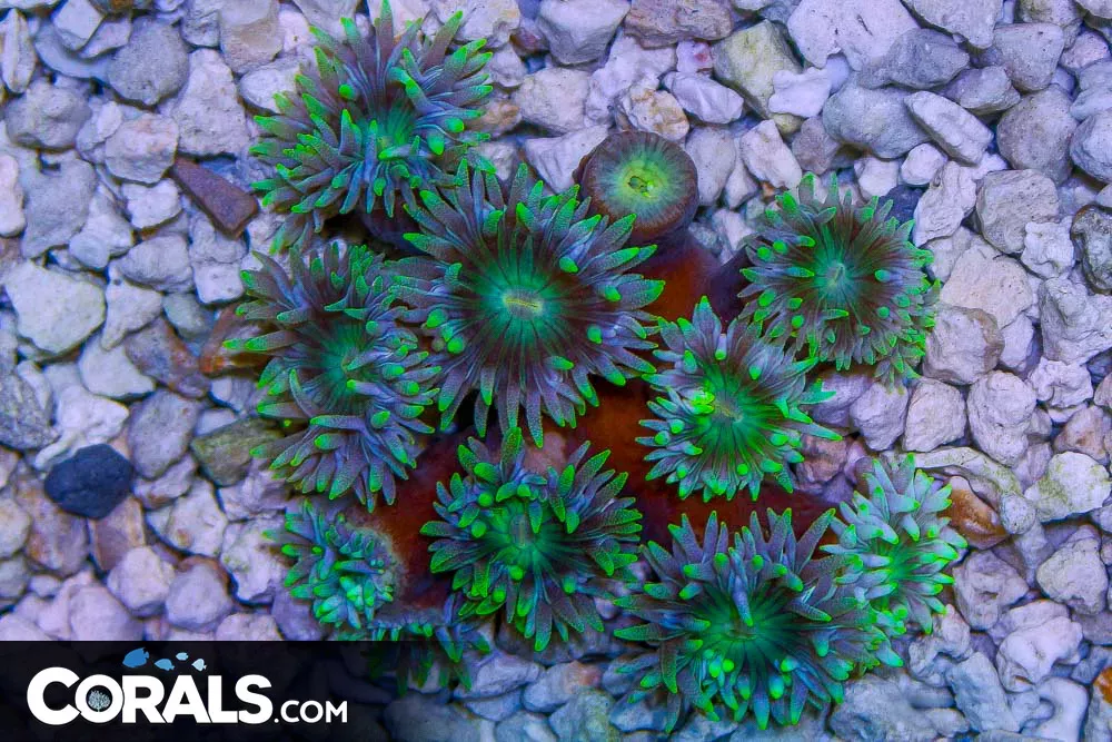 Duncan Colony – Australia 10 Polyps w/ Green Tips!